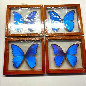 Lot of four, (4) Morpho Blue butterflies in double glass wood frame. Brazil, New